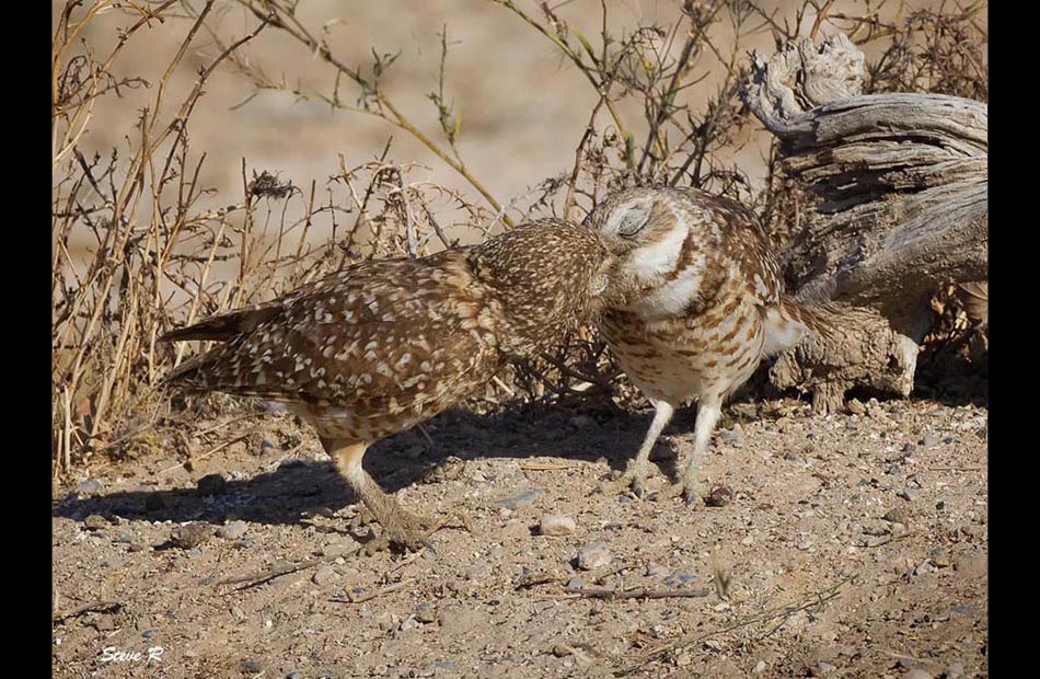 Burrowing Owls (Athene cunicularia)