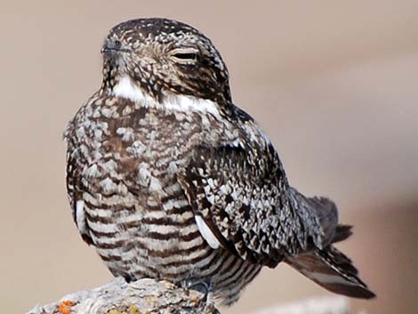 Common Nighthawk (Chordeiles minor)