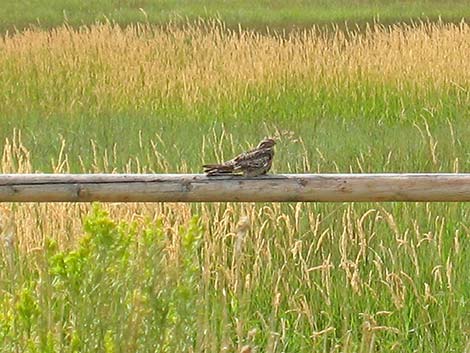 Common Nighthawk (Chordeiles minor)