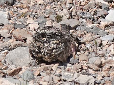 Common Poorwill (Phalaenoptilus nuttallii)