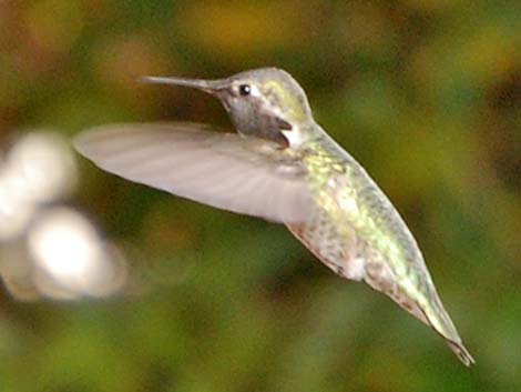 Anna's Hummingbird (Calypte anna)