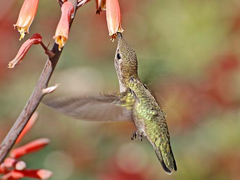 Anna's Hummingbird (Calypte anna)