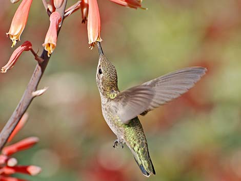 Anna's Hummingbird (Calypte anna)