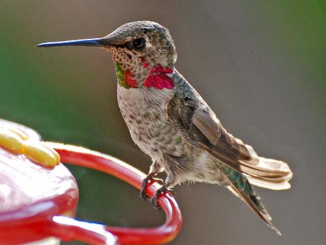 Anna's Hummingbird (Calypte anna)