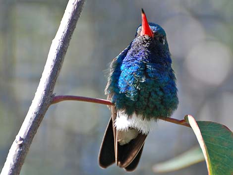 Broad-billed Hummingbird (Cynanthus latirostris)