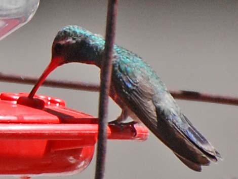 Broad-billed Hummingbird (Cynanthus latirostris)