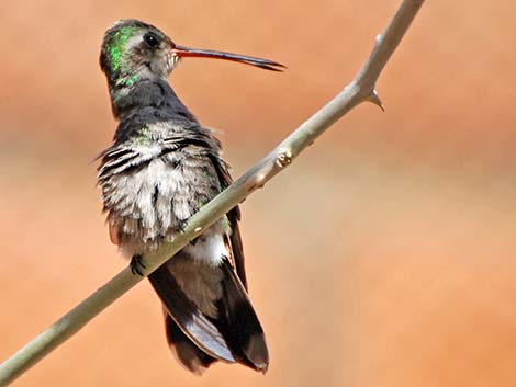 Broad-billed Hummingbird (Cynanthus latirostris)