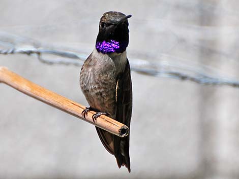 Black-chinned Hummingbird (Archilochus alexandri)