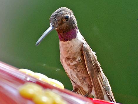 Black-chinned Hummingbird (Archilochus alexandri)