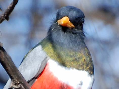 Elegant Trogon (Trogon elegans)