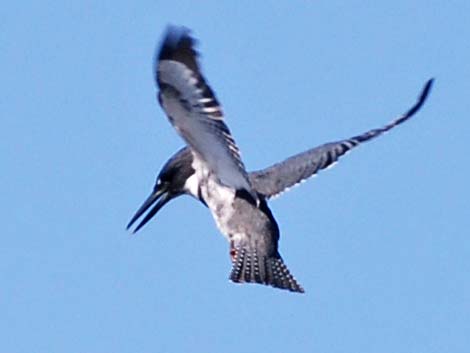 Belted Kingfisher (Ceryle alcyon)