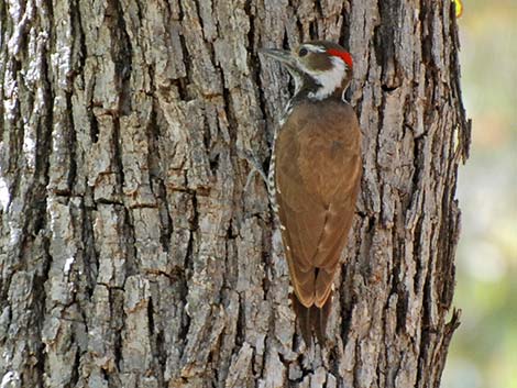 Arizona Woodpecker (Picoides arizonae)