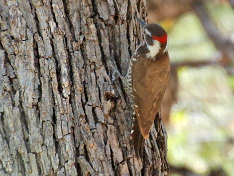 Arizona Woodpecker (Picoides arizonae)