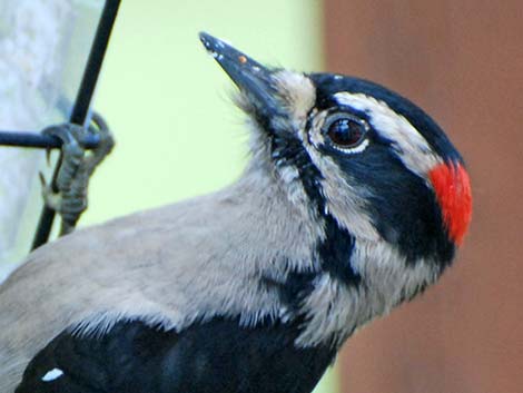 Downy Woodpecker (Picoides pubescens)