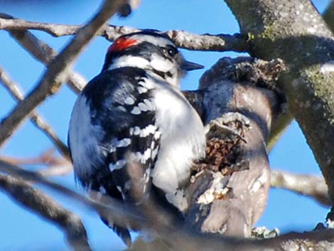 Downy Woodpecker (Picoides pubescens)