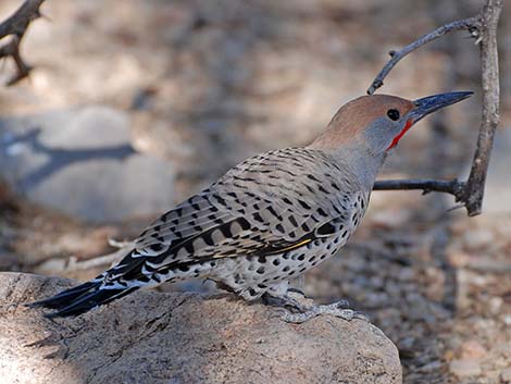 Gilded Flicker (Colaptes chrysoides)