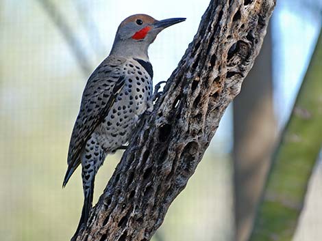 Gilded Flicker (Colaptes chrysoides)