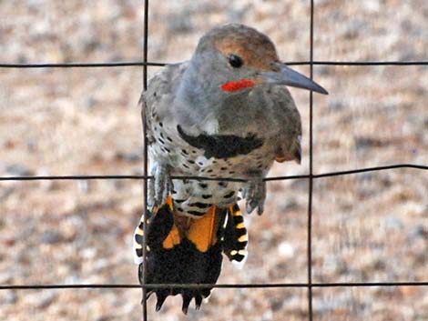 Gilded Flicker (Colaptes chrysoides)