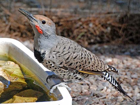 Gilded Flicker (Colaptes chrysoides)