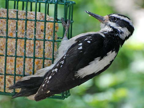 Hairy Woodpecker (Picoides villosus)