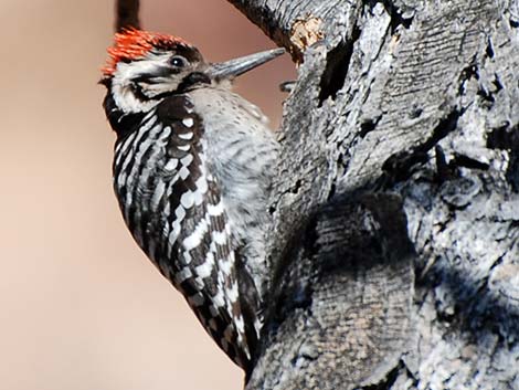 Ladder-backed Woodpecker (Picoides scalaris)