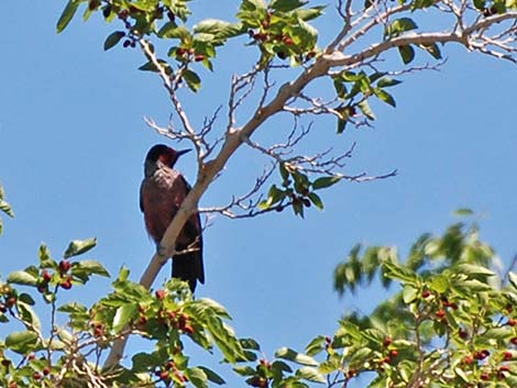 Lewis' Woodpecker (Melanerpes lewis)