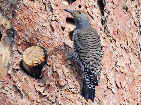 Northern Flicker (Colaptes auratus)