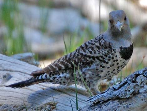 Northern Flicker (Colaptes auratus)