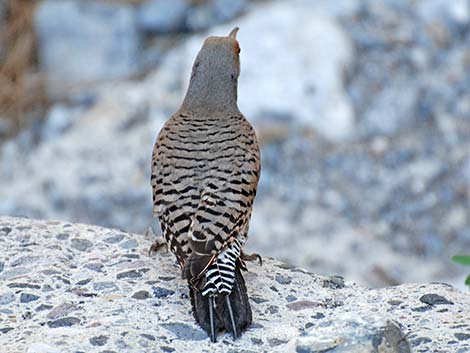 Northern Flicker (Colaptes auratus)