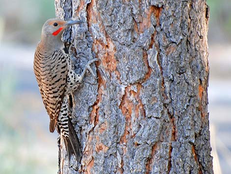 Northern Flicker (Colaptes auratus)