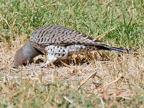 Northern Flicker (Colaptes auratus)