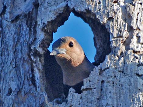 Northern Flicker (Colaptes auratus)