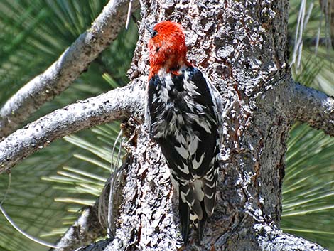 Red-breasted Sapsucker (Sphyrapicus ruber)