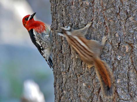 Red-breasted Sapsucker (Sphyrapicus ruber)