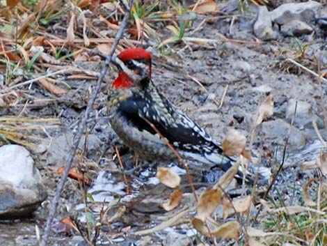 Red-naped Sapsucker (Sphyrapicus nuchalis)