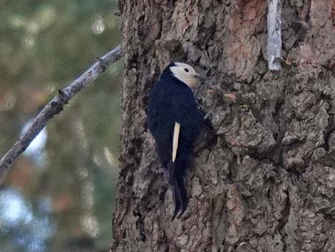 White-headed Woodpecker (Picoides albolarvatus)