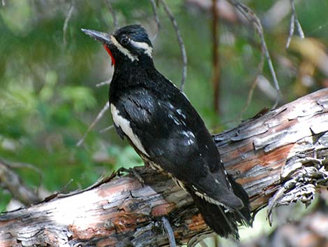 Williamson's Sapsucker (Sphyrapicus thyroideus)