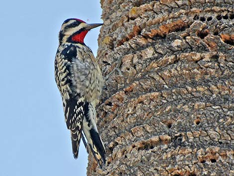 Yellow-bellied Sapsucker (Sphyrapicus varius)