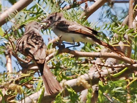 Ash-throated Flycatcher (Myiarchus cinerascens)