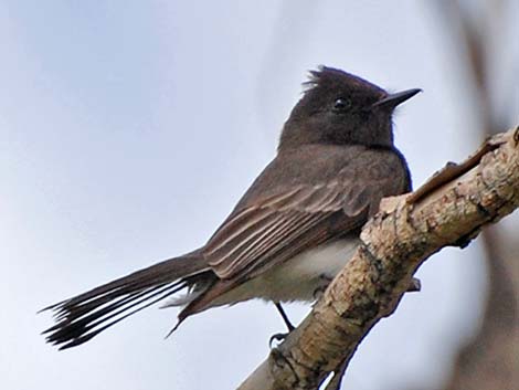 Black Phoebe (Sayornis nigricans)