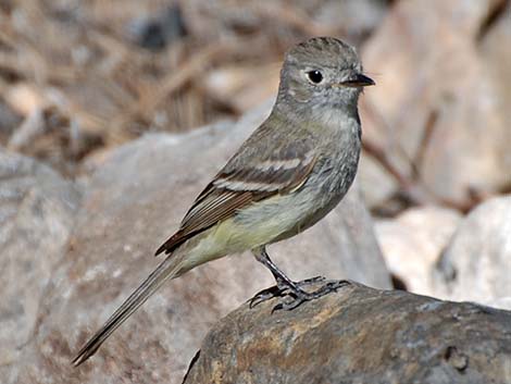 Hammond's Flycatcher (Empidonax hammondii)