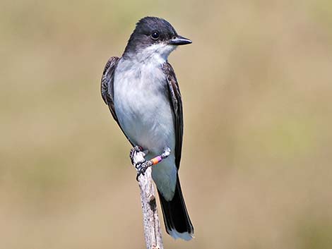 Eastern Kingbird (Tyrannus tyrannus)