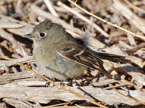 Empidonax Flycatcher (Empidonax sp.)