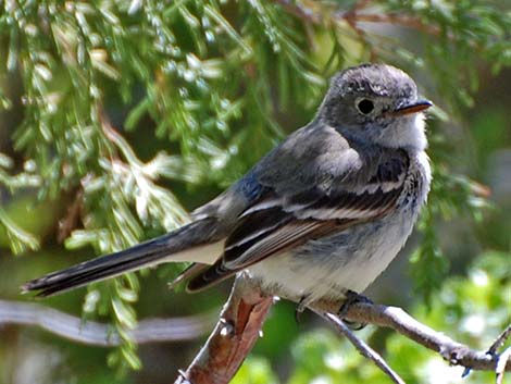 Gray Flycatcher (Empidonax wrightii)