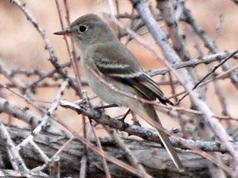 Gray Flycatcher (Empidonax wrightii)