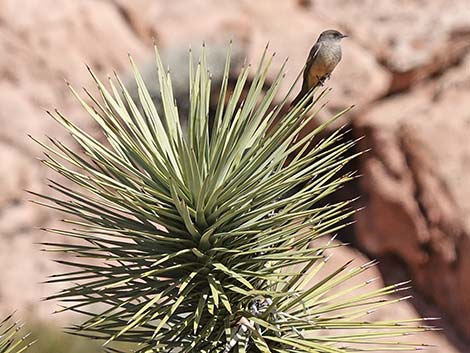 Say's Phoebe (Sayornis saya)