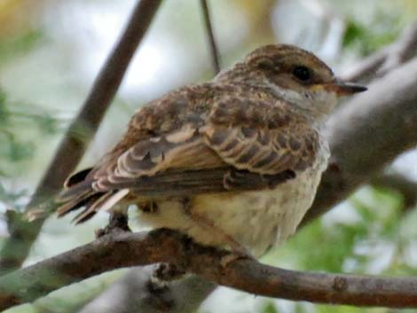 Vermilion Flycatcher (Pyrocephalus rubinus)