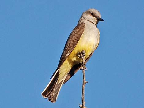 Western Kingbird (Tyrannus verticalis)