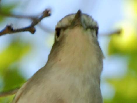 Cassin's Vireo (Vireo cassinii)