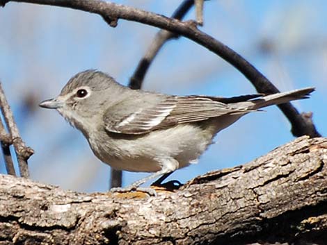 Plumbeous Vireo (Vireo plumbeus)